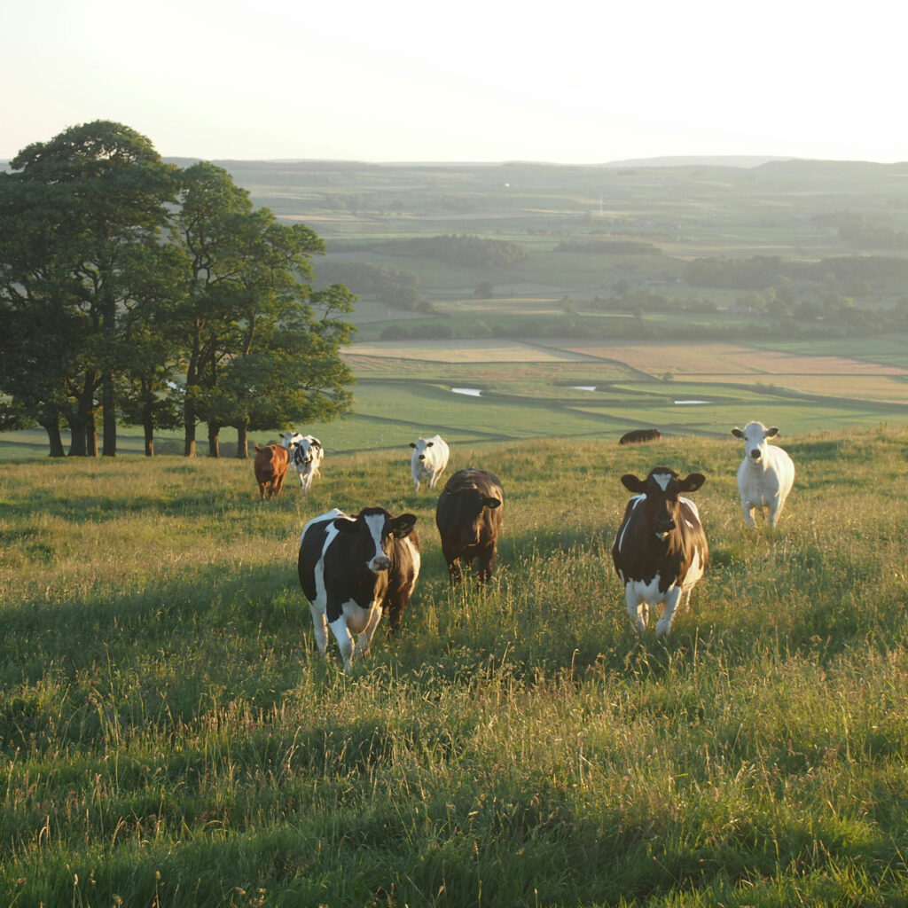 a field with cows